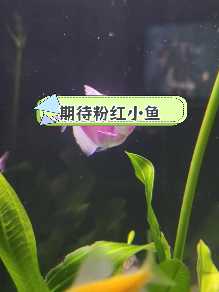 紫衣天使鱼即将诞生粉色小宝宝