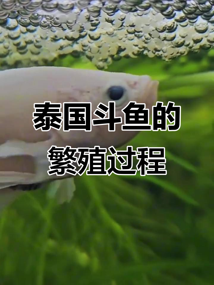 泰国斗鱼的爱情与生育全过程:从配对到小苗孵出