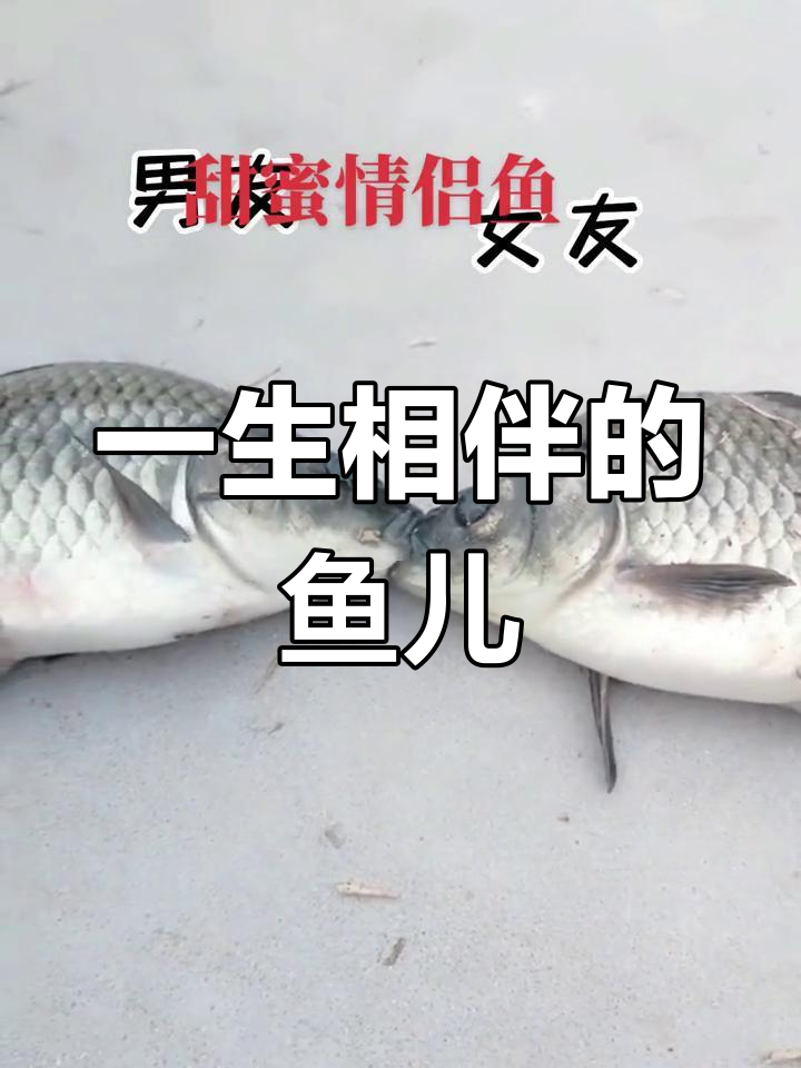 超级甜蜜情侣鱼,一生相濡以沫的爱情故事