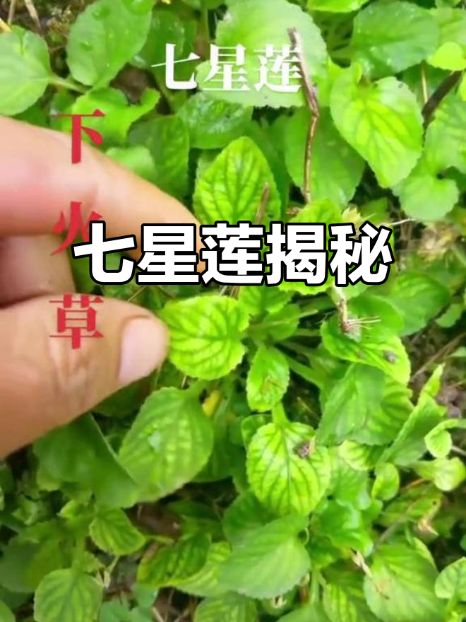七星莲,野白菜的别名,你见过吗?家乡怎么称呼它呢?