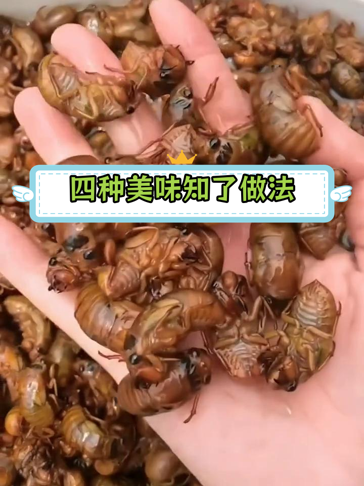四川人如何吃蝉?油炸、香煎、爆炒全攻略