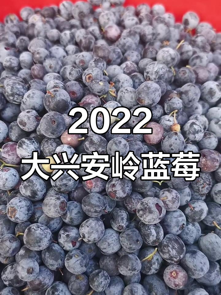 大兴安岭蓝莓新鲜上市,浆果与美国品种大不同