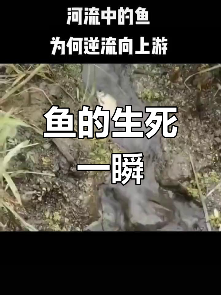 鱼逆流而上,只为生存空间与自由