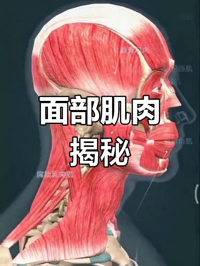 了解面部肌肉分布,掌握表情控制