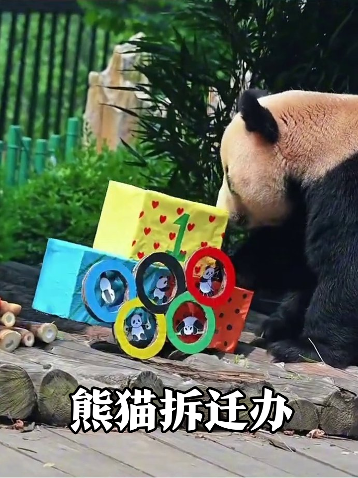 熊猫寿星公大闹派对现场,玩具蛋糕全遭殃!