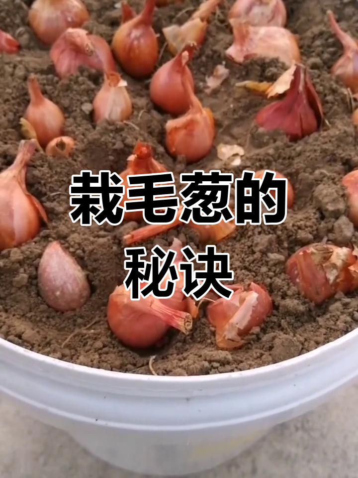 毛葱种植小技巧,轻松收获好几茬