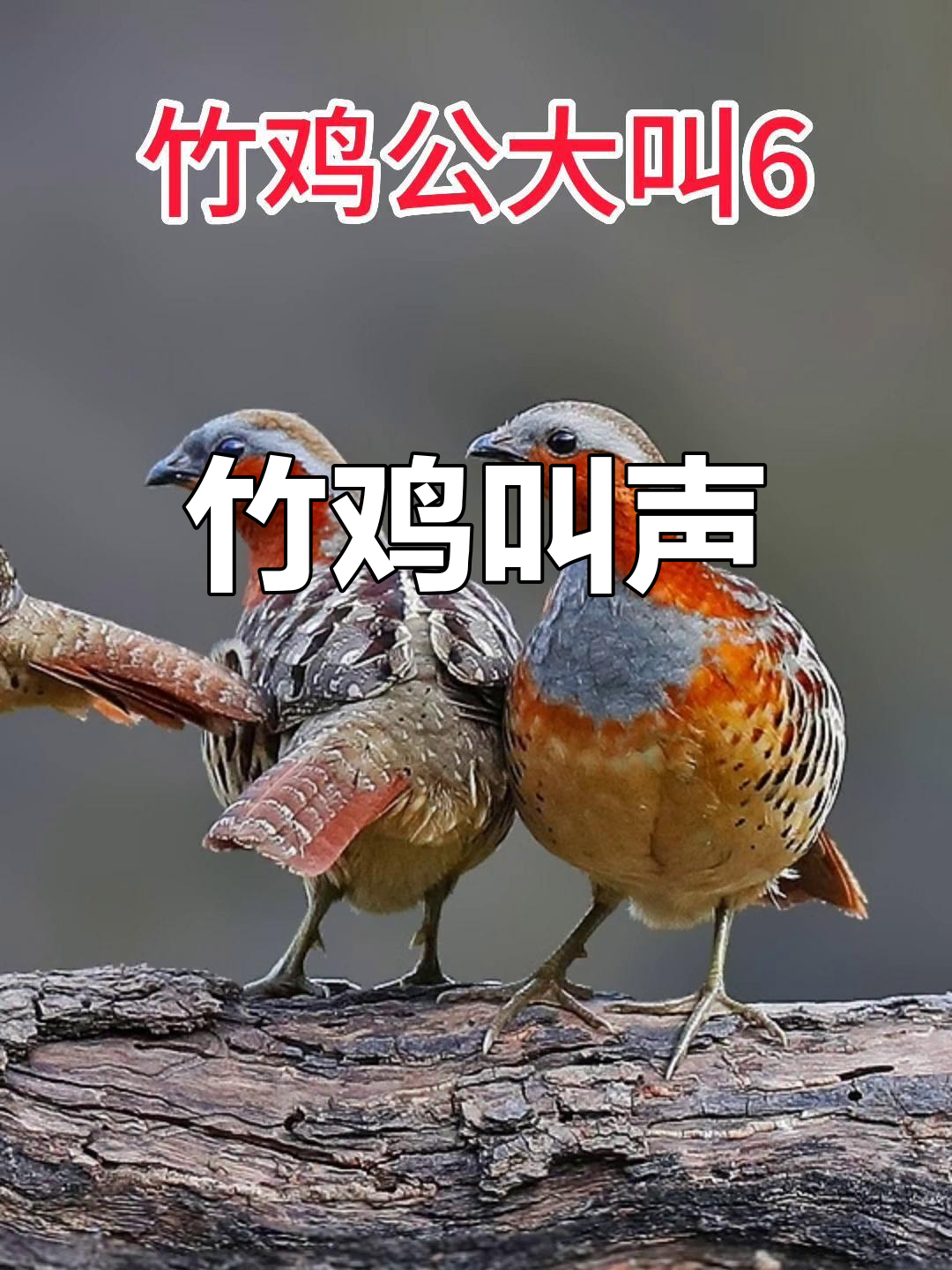 竹鸡公鸟鸣叫,声音清脆