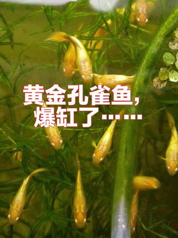 黄金孔雀鱼,爆缸之王,新手必备