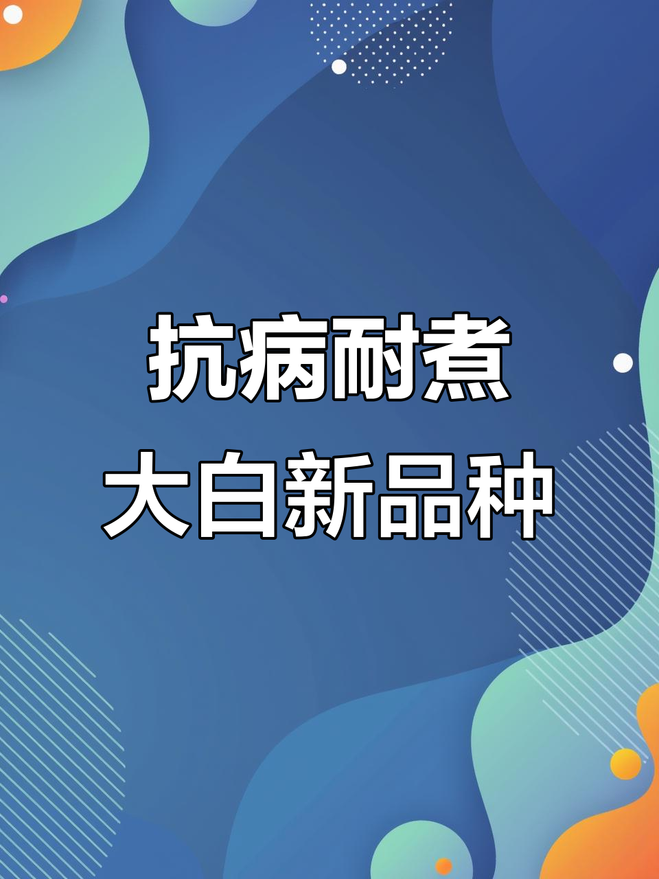 冬季必备!领航绿罐王大白菜,耐储又美味