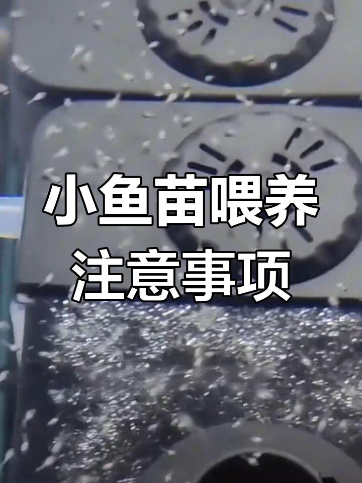 金波子小鱼苗喂养技巧,避免水妖精吸食