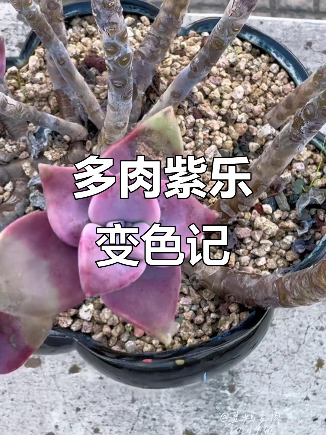 紫乐多肉上色变化，夏季控水秘诀大揭秘