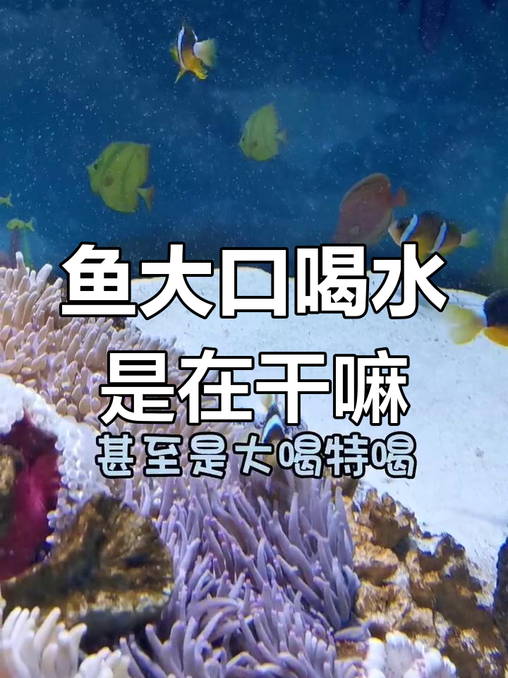 鱼张嘴喝水?有些是“假喝”