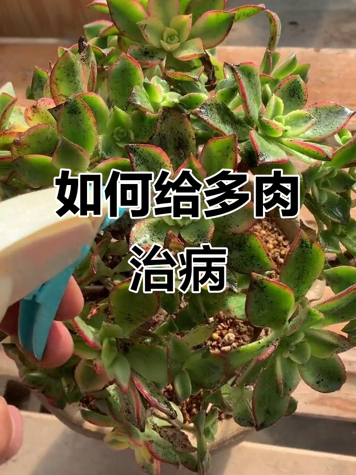 多肉植物常见病害识别与防治技巧