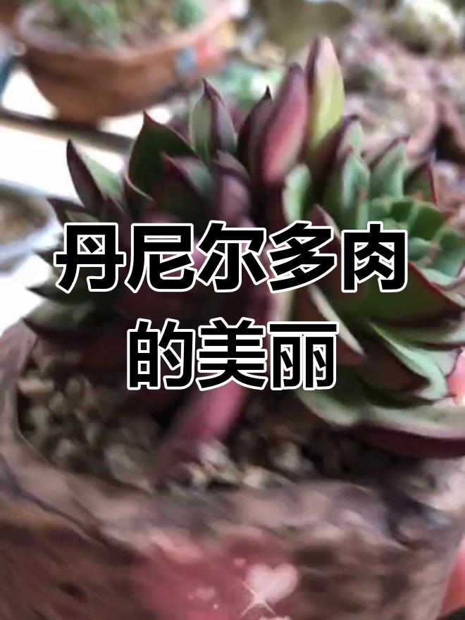 丹尼尔多肉:杂交品种的独特魅力,莲花造型超美