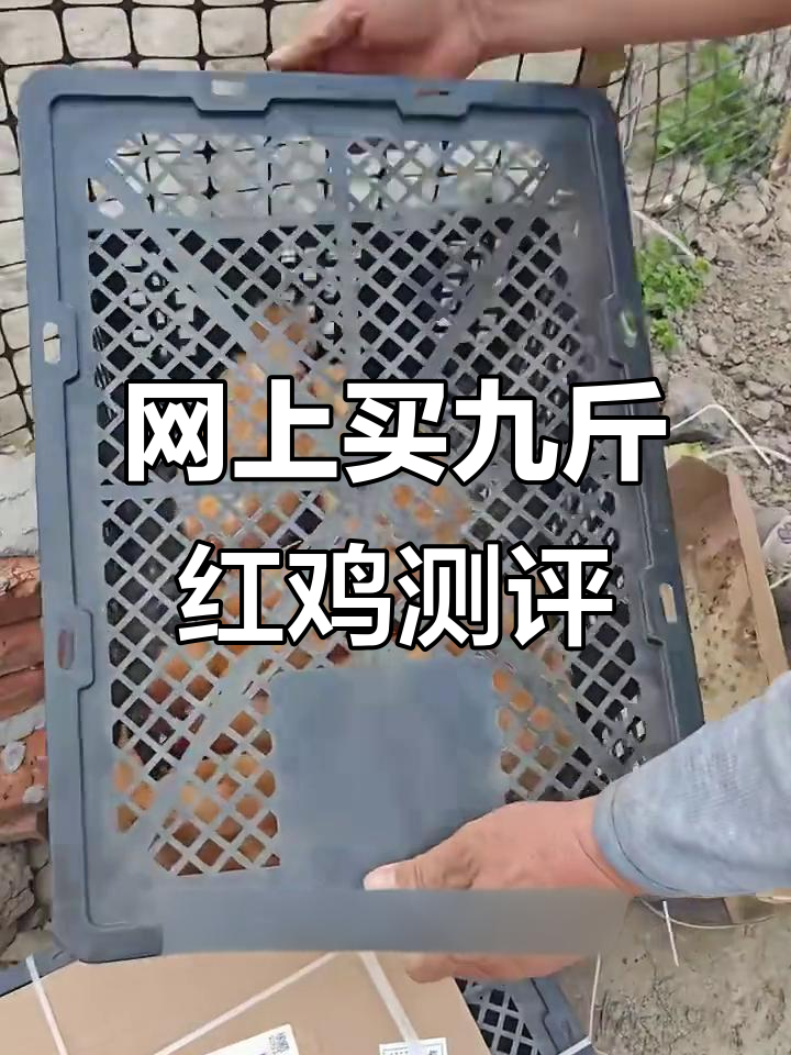 网购九斤红鸡开箱,公母价格一样但肉质差异大