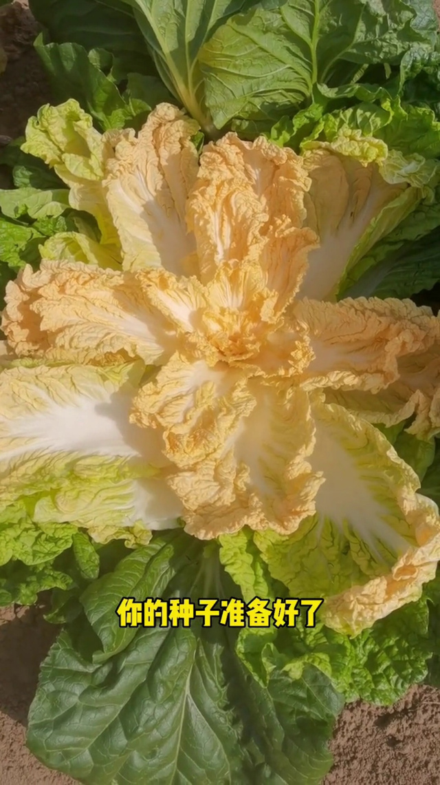 「黄心白菜种子」口感脆甜酸爽,清炒炒肉都好吃!种植简单!