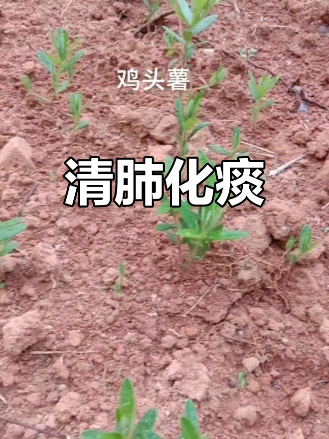 鸡头薯,清肺热、化痰止咳,缓解心悸