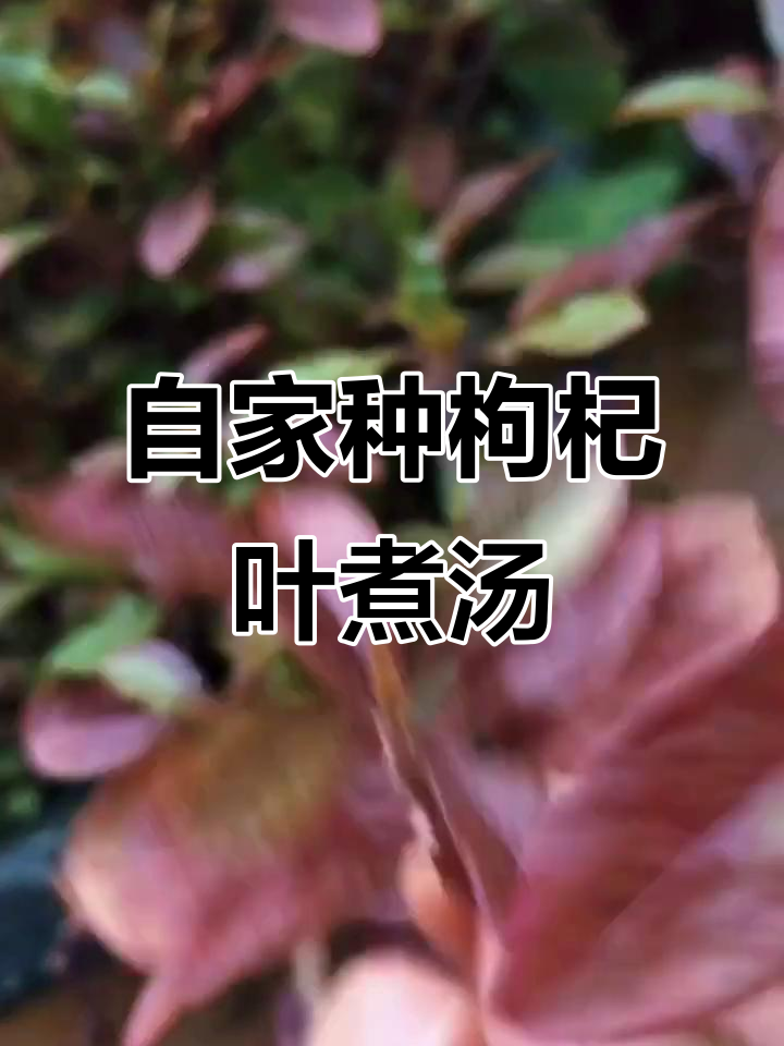 自家阳台种的台湾枸杞叶,煮肉丸汤超美味