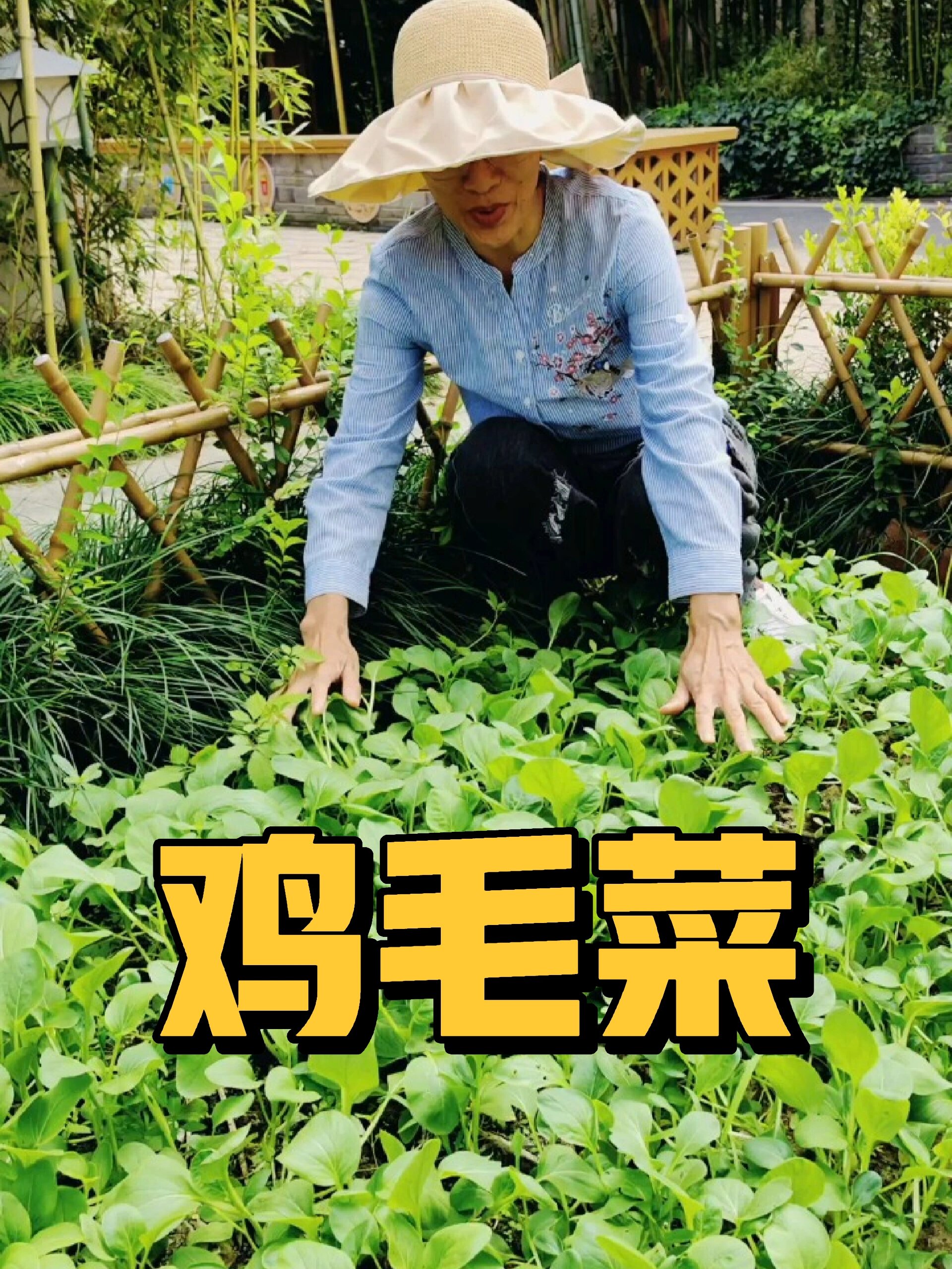 鸡毛菜可以种了,生长周期短,一看就会