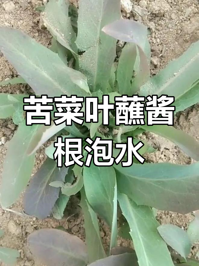 野生苦菜叶子蘸酱,根泡水降火效果好