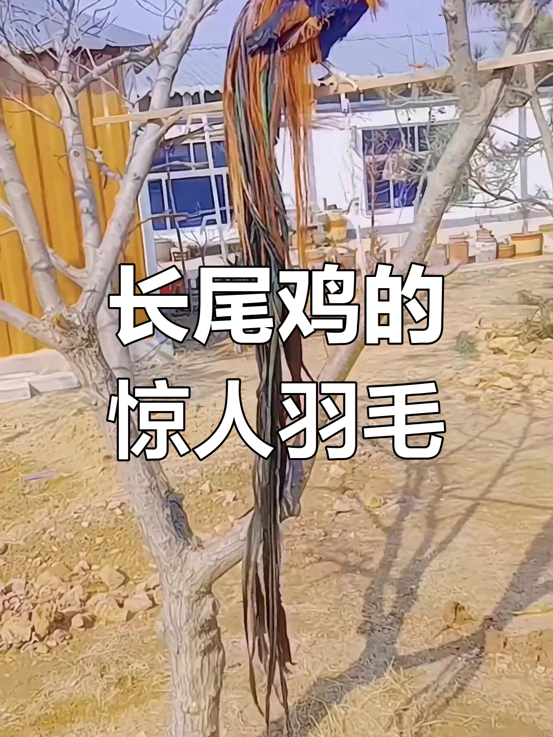 世界上最长的鸡尾羽,竟然长达12米!