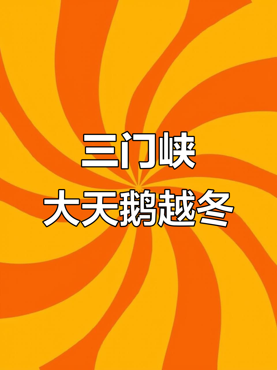 河南三门峡:大天鹅越冬栖息地,西伯利亚迁徙而来