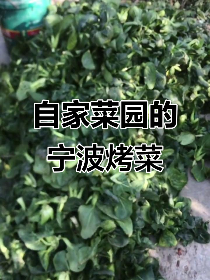 宁波烤菜大揭秘,自家菜园新鲜蔬菜来袭