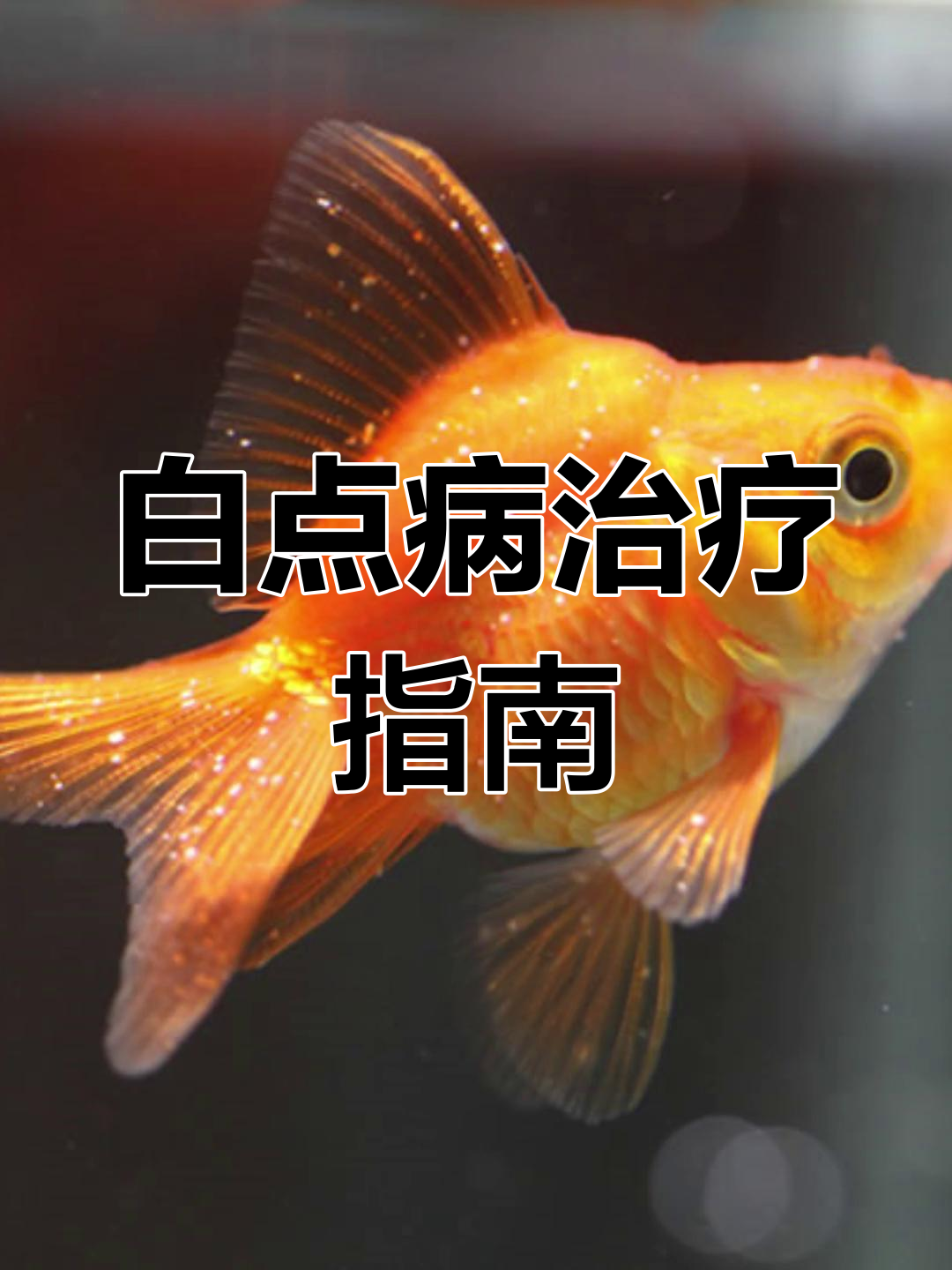 鱼得白点病?教你轻松应对,恢复健康!