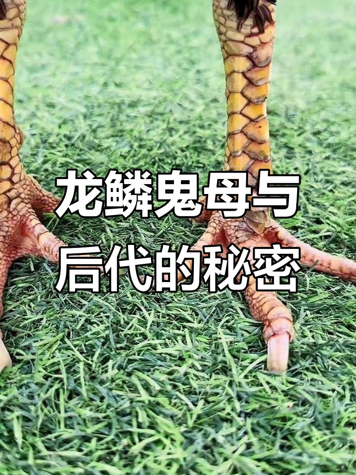 越南芽庄龙磷鬼母揭秘:选对母鸡,后代更优秀