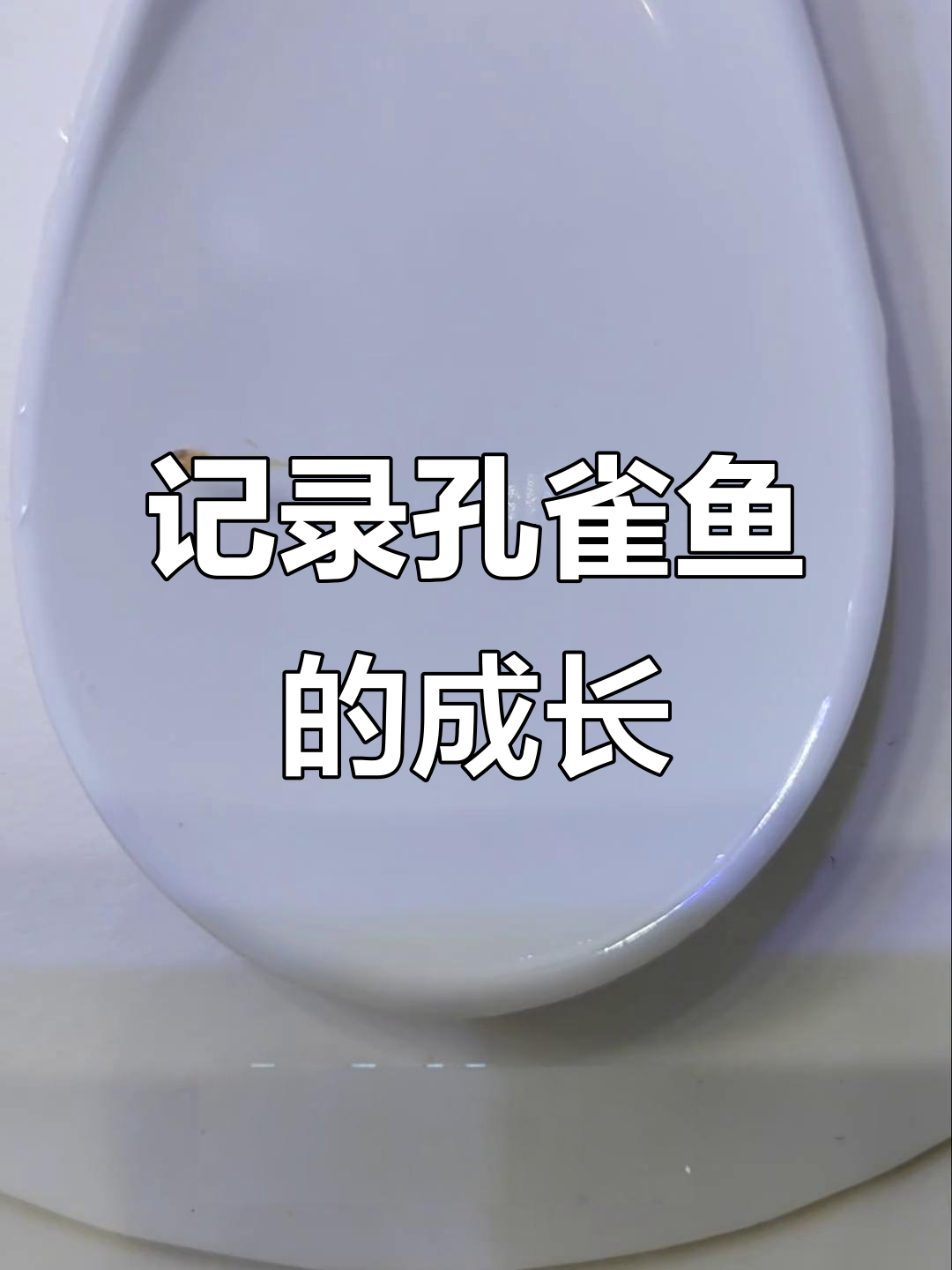 从零开始养全红孔雀鱼,成长过程超有趣