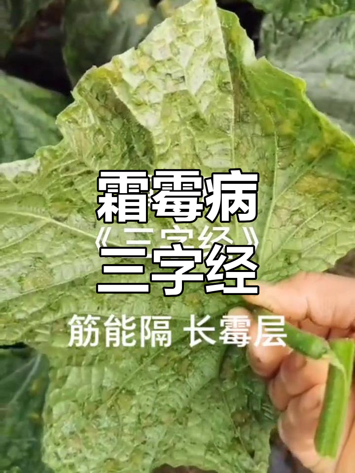 霜霉病症状解析