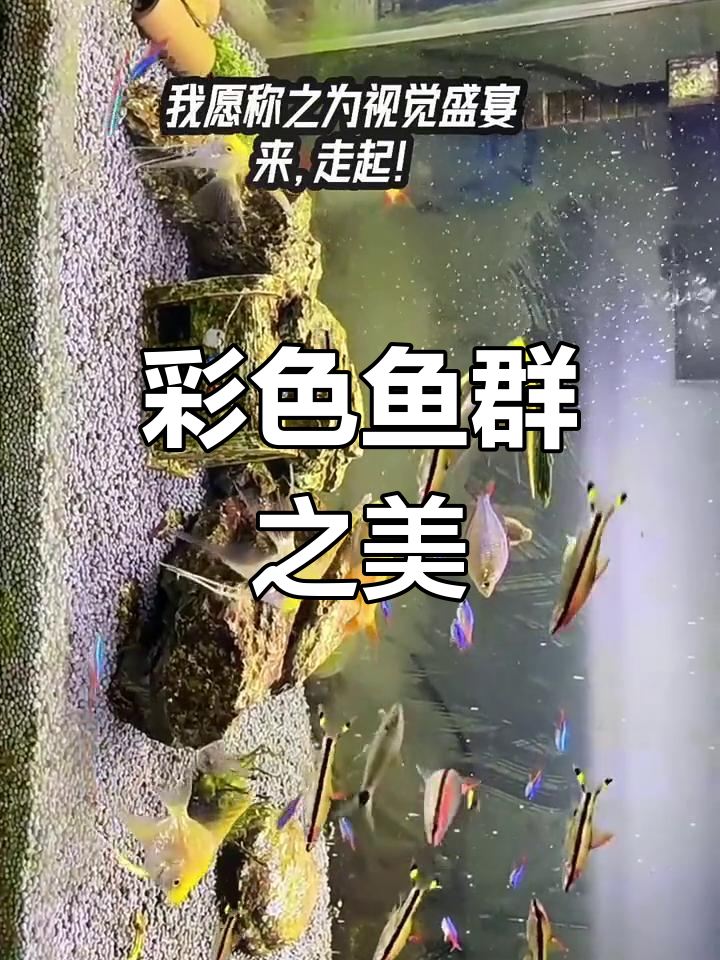 色彩斑斓的热带鱼群,自由游动,美得让人陶醉