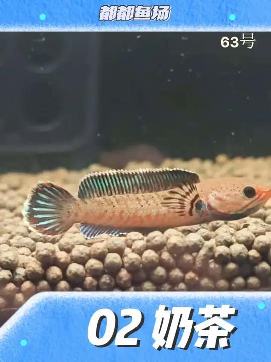 一品一拍小奶茶,4-5cm,88r