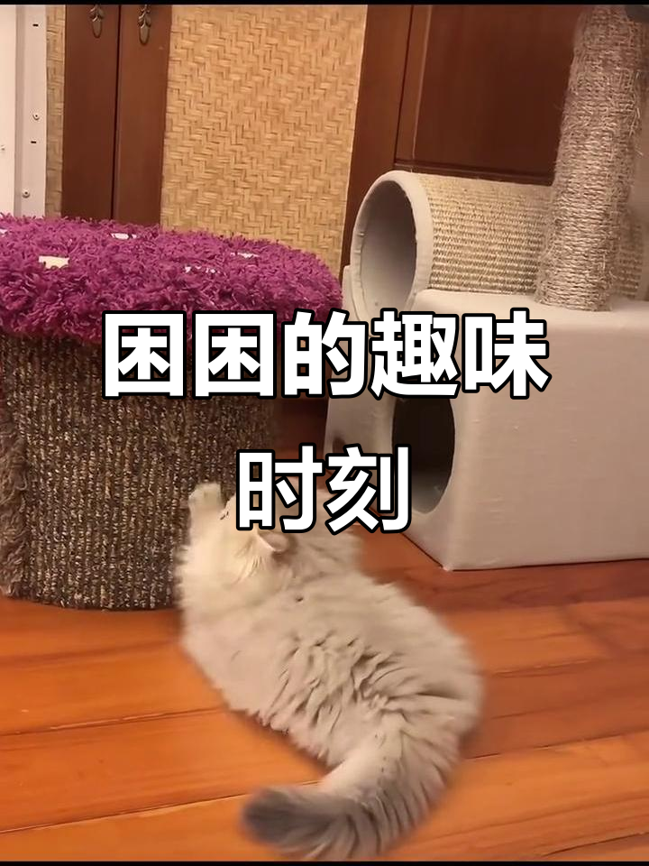 困困的可爱日常:伸展运动挑战,毛像方便面一样