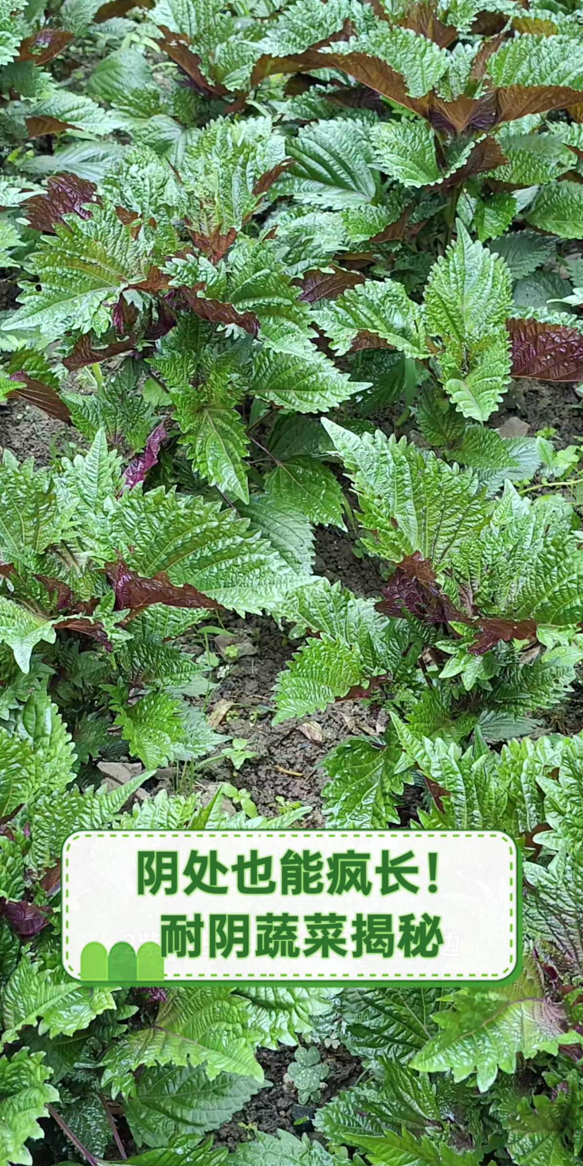 阴处也能疯长!耐阴蔬菜揭秘