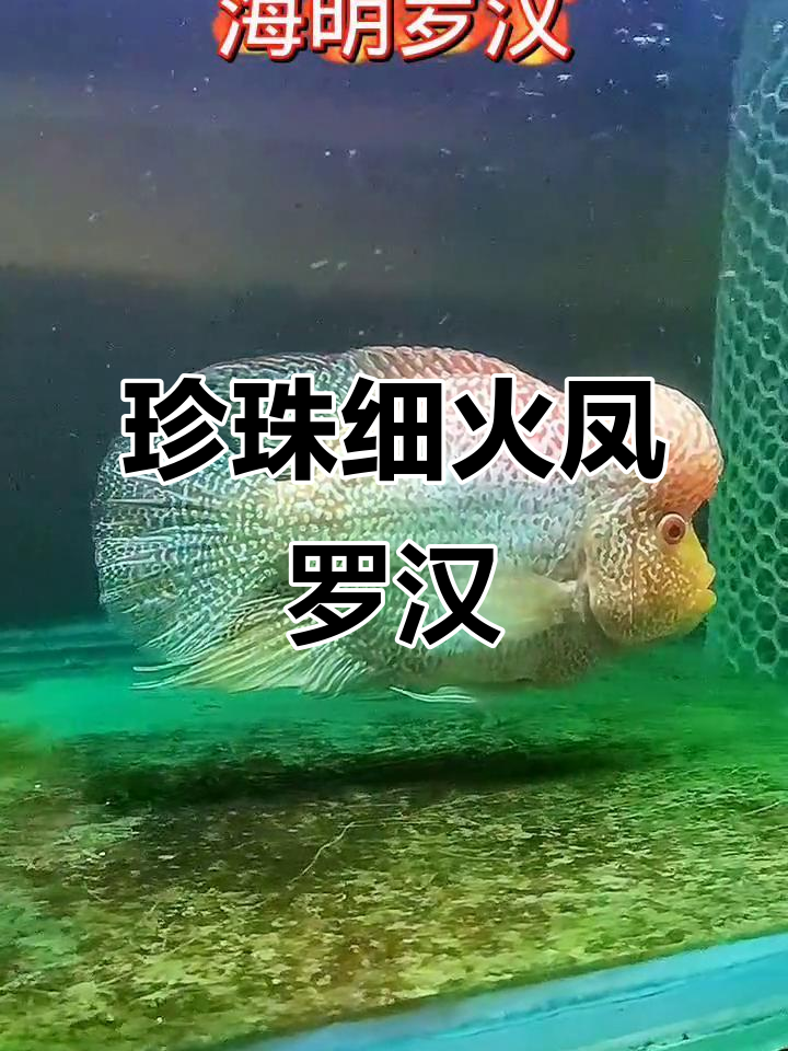 珍珠系罗汉鱼,头腮饱满、三鳍巨大,你见过吗?