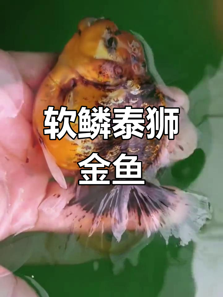 软鳞泰狮金鱼:透明与金属光泽的完美结合