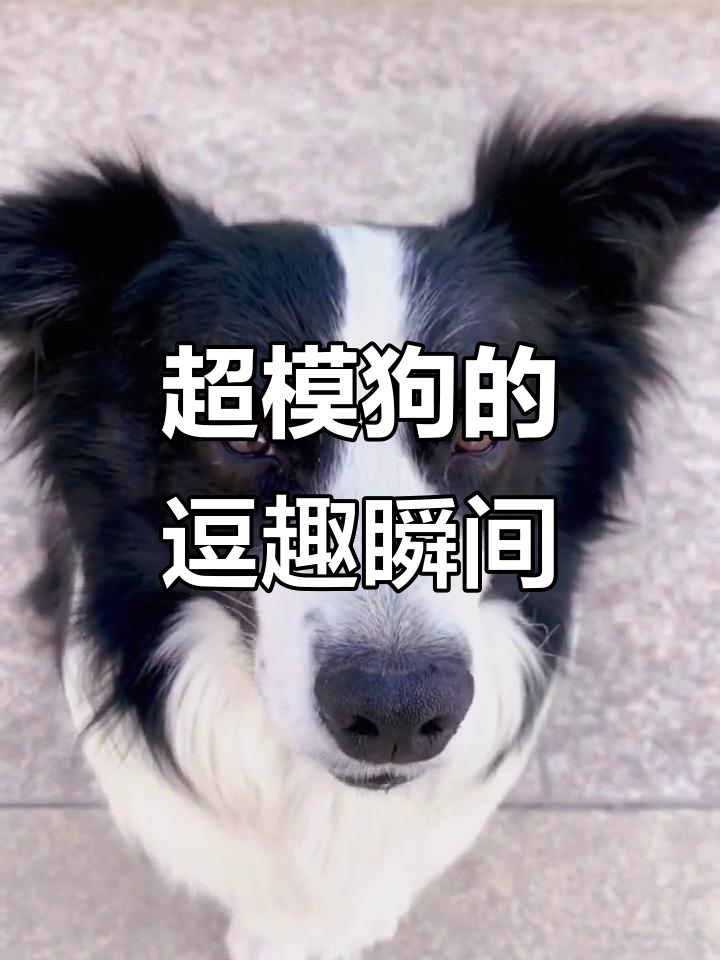 狗狗也能超模?斗鸡眼笑成标配!