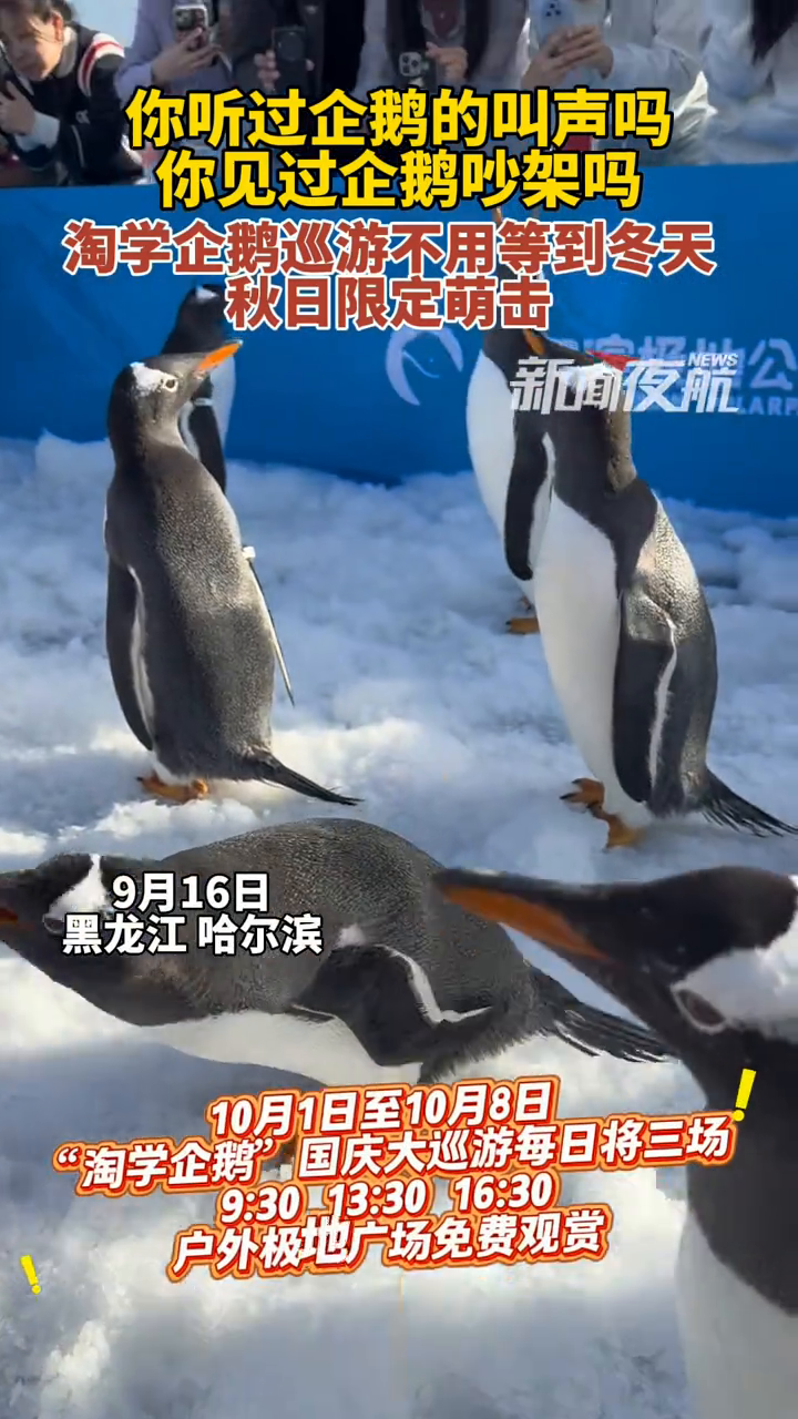 你听过企鹅的叫声吗?淘学企鹅巡游不用等到冬天,秋日限定萌击