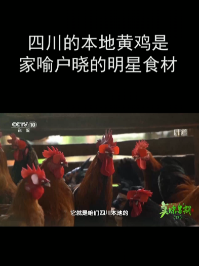 四川的本地黄鸡是家喻户晓的明星食材