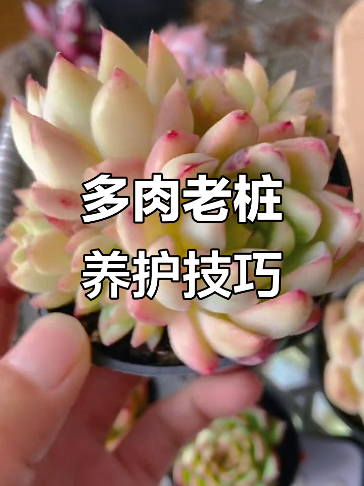 女王麦秆多肉控,颗粒土养护秘籍