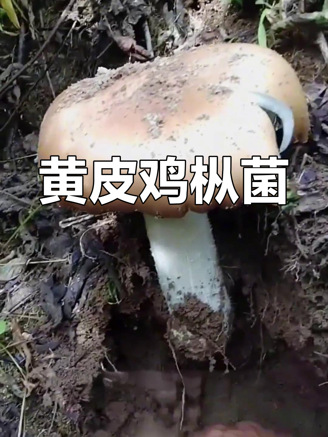 球根蚁巢伞:鸡枞菌中的独特品种,表面毛茸茸的