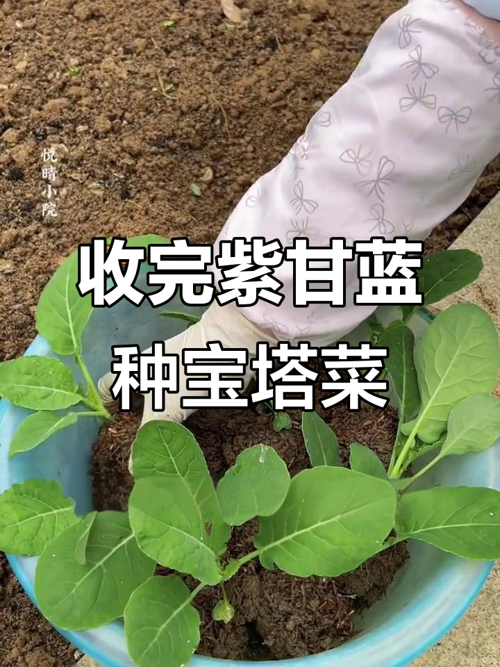 紫甘蓝收成后,宝塔菜种植技巧大揭秘