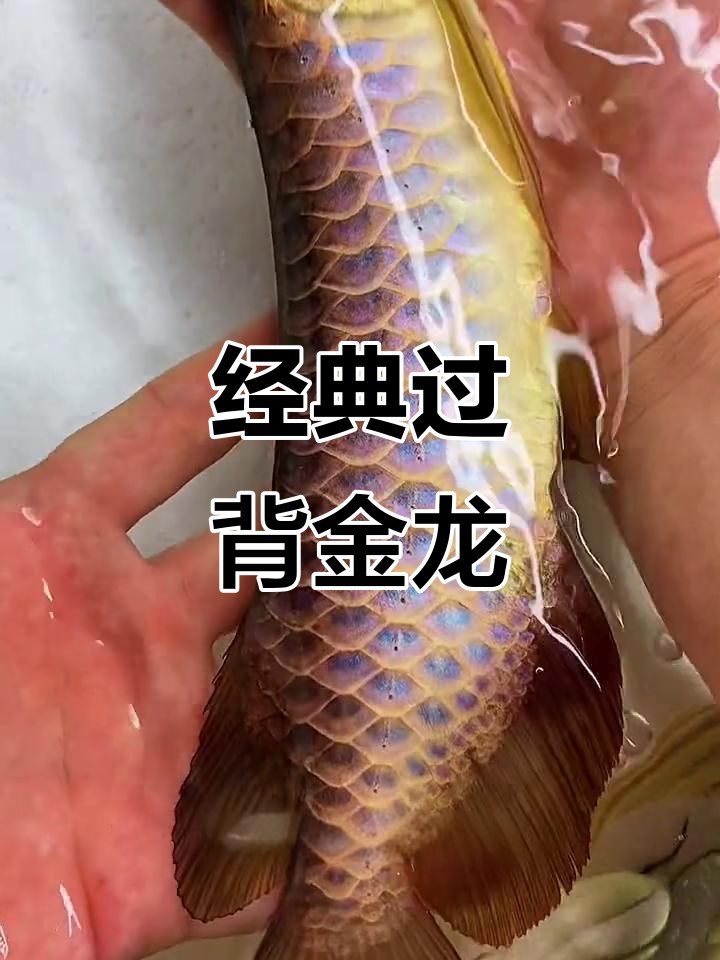 古典过背金龙鱼,25-30公分完美爬背展示