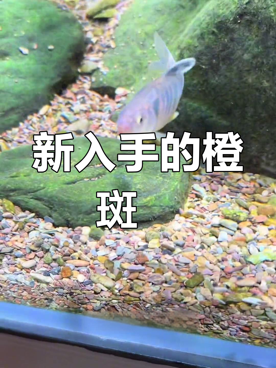 广西鱼友寄来的橙斑鱲,包装太豪华了!希望它们能顺利入缸