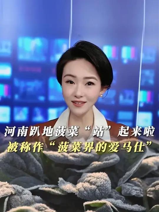 河南趴地菠菜“站”起来啦!被网友亲切的称为:“菠菜界的爱马仕”!