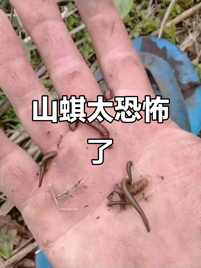 遇到这种山蜞,笑到不行!