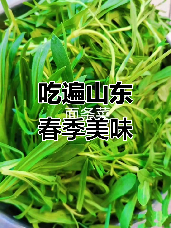 山东野菜大丰收,吃上一口满嘴香!