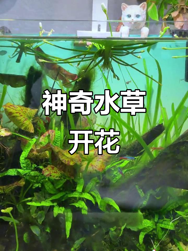 水草净化水质，开出羽毛花朵，鱼缸里的神奇植物