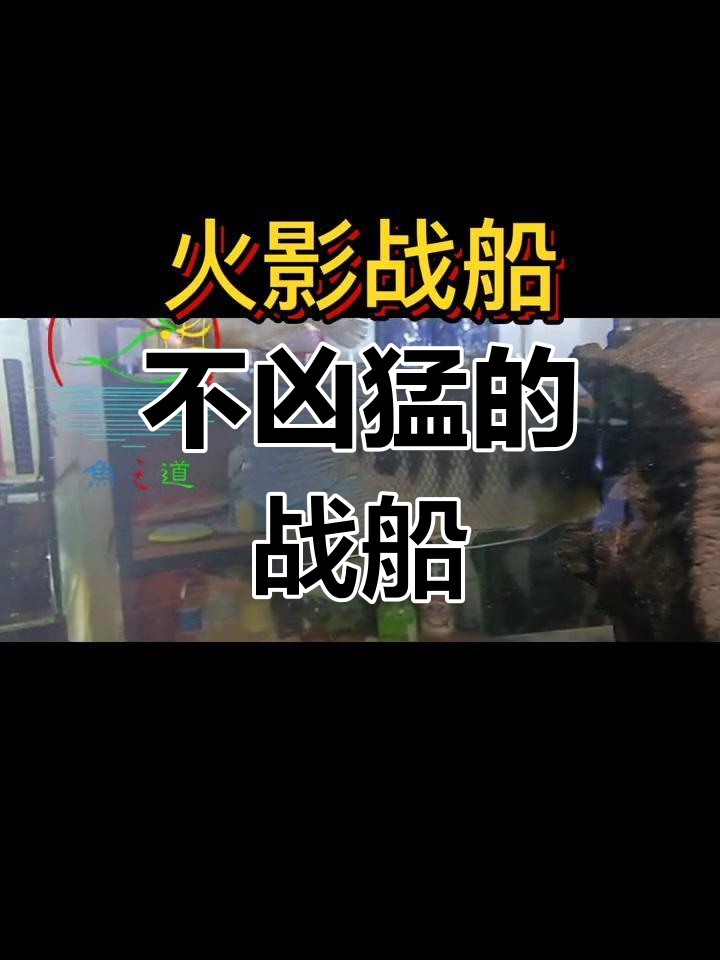 火影战船:温和的战斗鱼